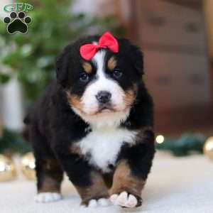Princess Star, Bernese Mountain Dog Puppy